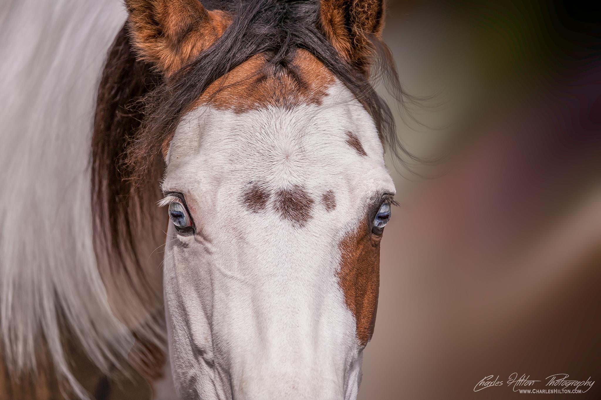 Love Coloured Horses